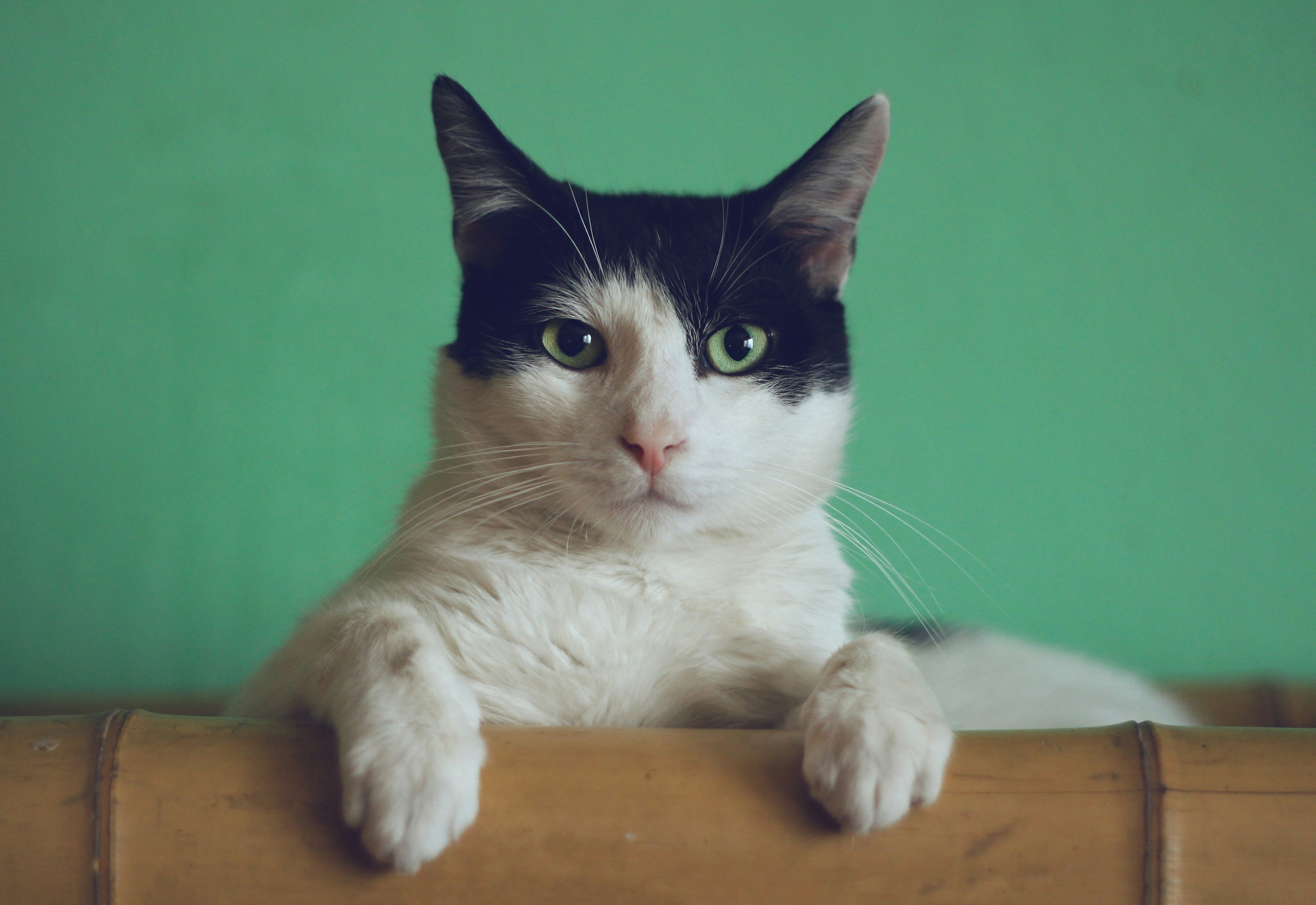 The curious moggy is believed to have escaped from its cat carrier